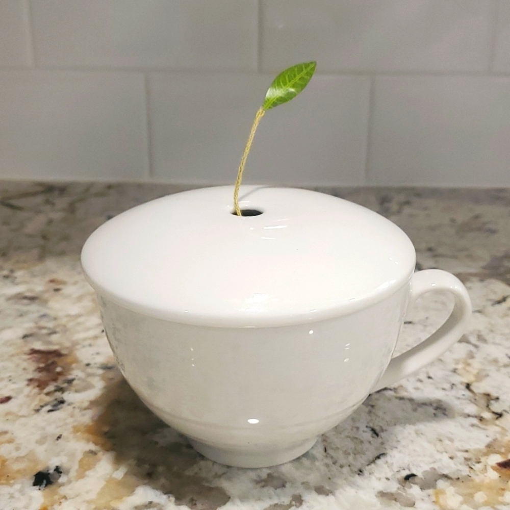 Teaforte ceramic  Cafe Cup bone white 8 oz